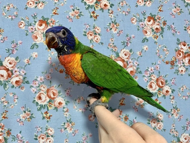 ゴシキセイガイインコ