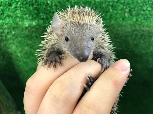 ヒメハリテンレック