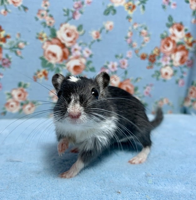 カラージャービル（スナネズミ）