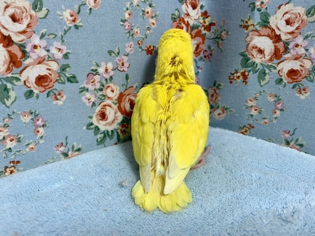 コザクラインコ（小桜インコ）