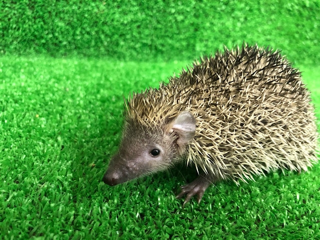 ヒメハリテンレック