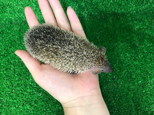 ヒメハリテンレック