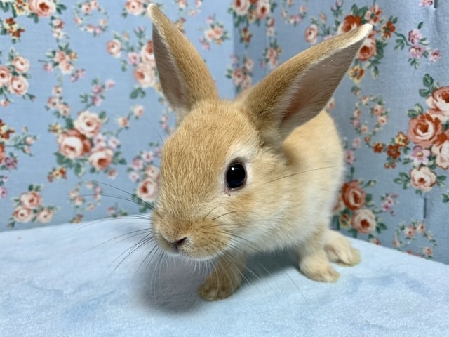 ミニウサギ