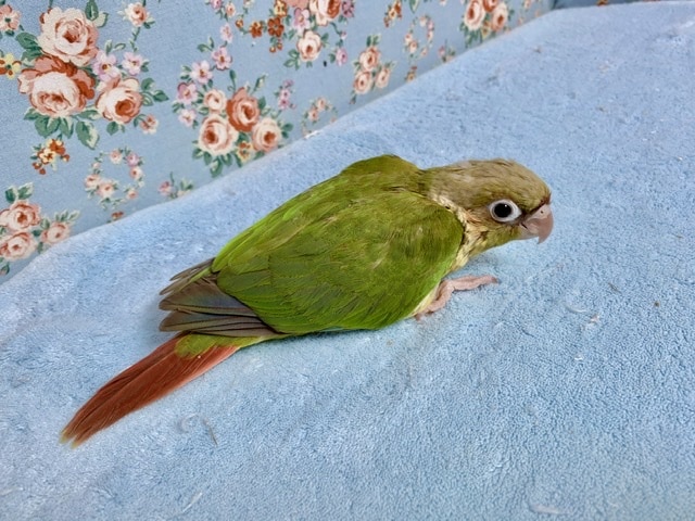 ホオミドリウロコインコ