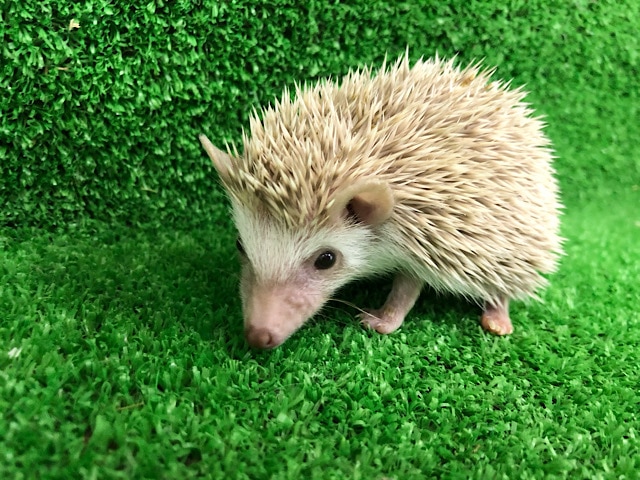 おチビのハリネズミちゃん〜♡ ハリネズミ(ヨツユビハリネズミ)