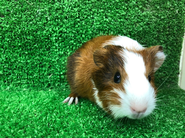 イングリッシュモルモット