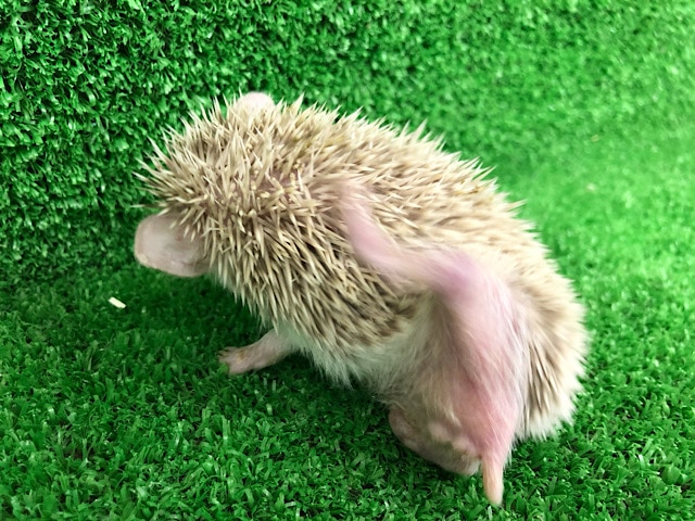 おチビのハリネズミちゃん〜♡ ハリネズミ(ヨツユビハリネズミ)