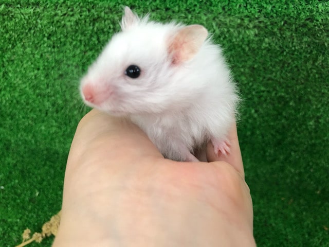 ゴールデンハムスター