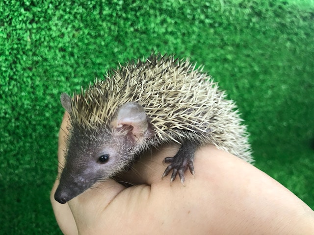 ヒメハリテンレック