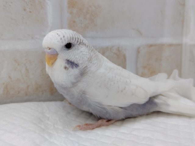 ジャンボセキセイインコ