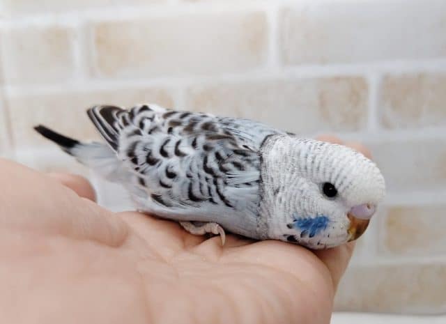 ジャンボセキセイインコ