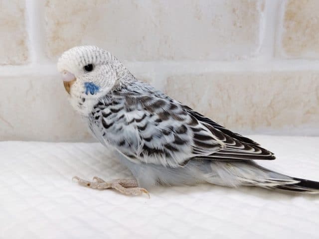 ジャンボセキセイインコ