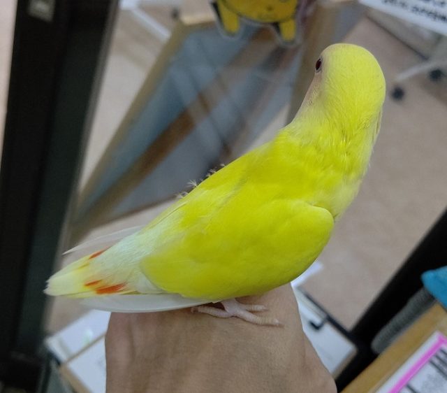 コザクラインコ（小桜インコ）