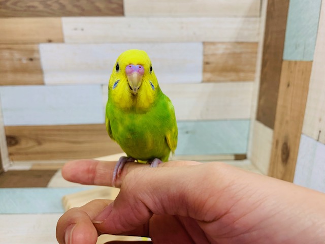 セキセイインコ