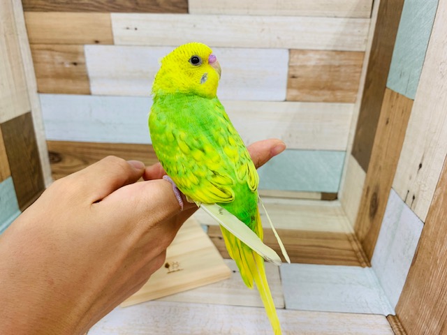 セキセイインコ