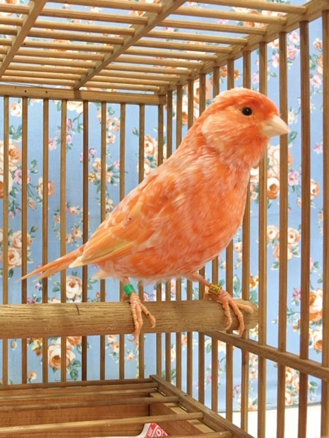 赤カナリア