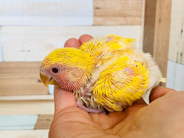 コザクラインコ（小桜インコ）
