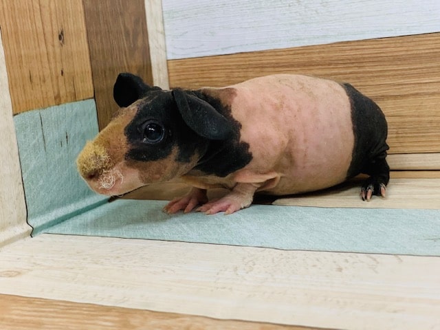 スキニーギニアピッグ