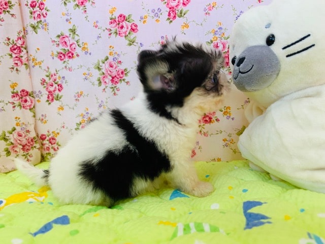 チワマル（マルチワ）