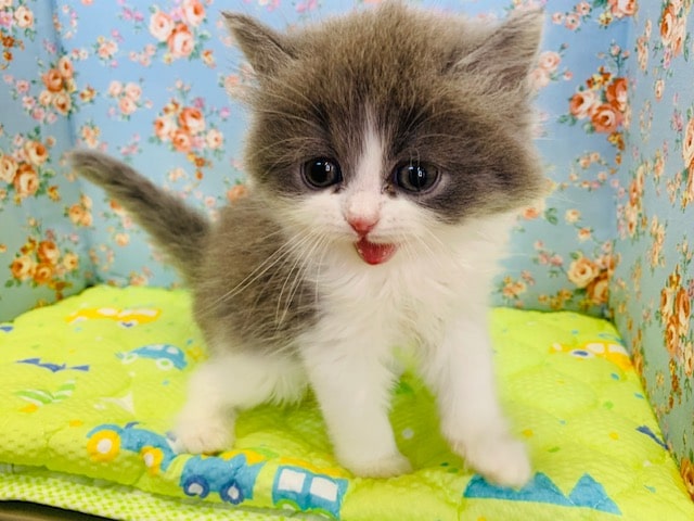 スコティッシュフォールド