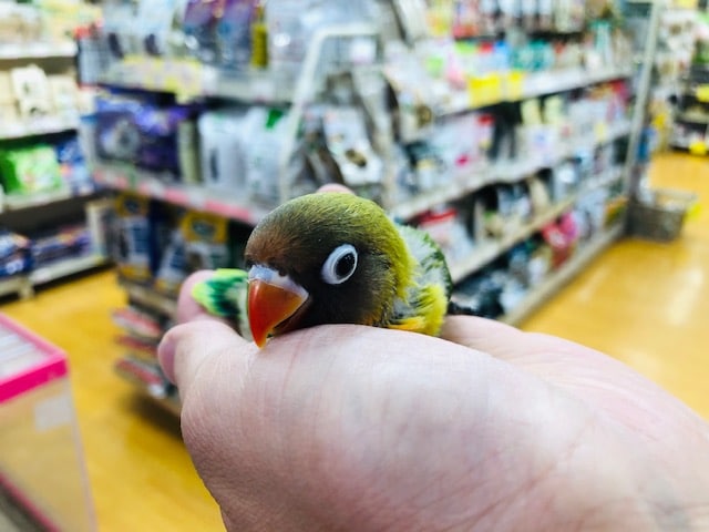 ルリゴシボタンインコ