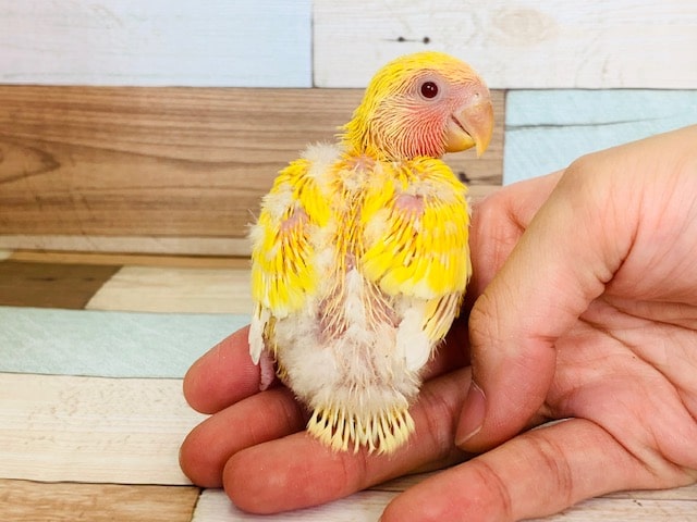 コザクラインコ（小桜インコ）