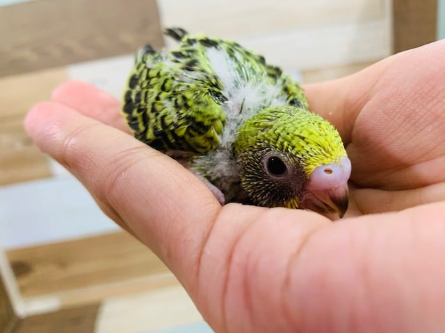 セキセイインコ