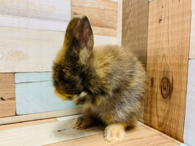 ドワーフラビット