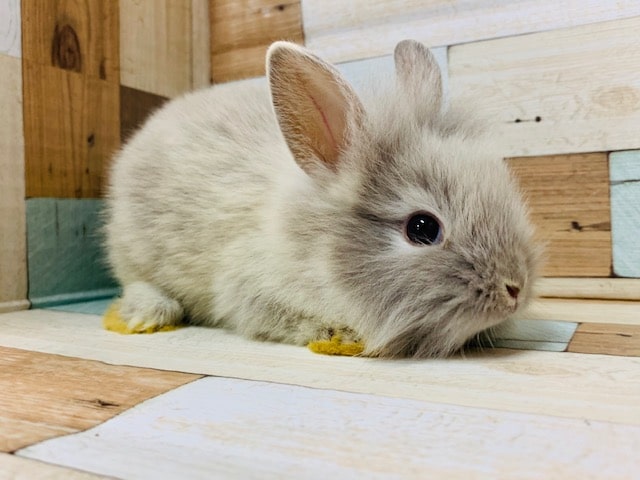 ライオンラビット