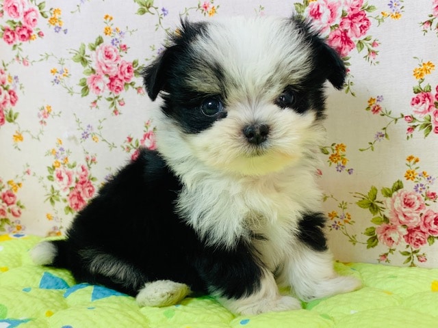 チワマル（マルチワ）