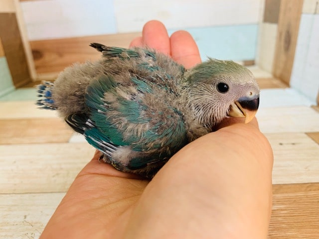 コザクラインコ（小桜インコ）