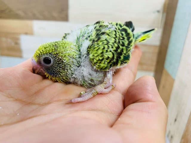 セキセイインコ
