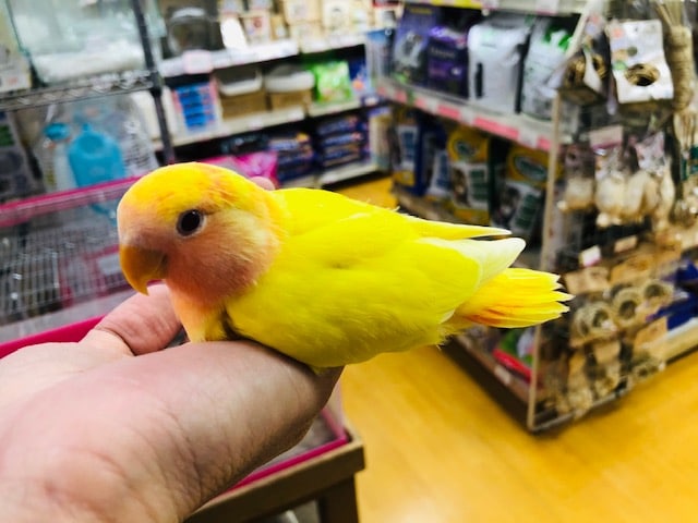 コザクラインコ（小桜インコ）