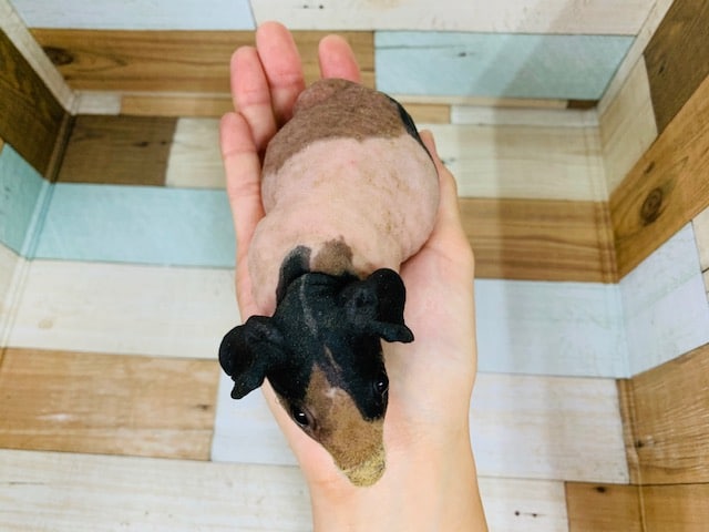 スキニーギニアピッグ