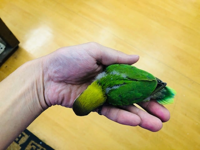 ルリゴシボタンインコ