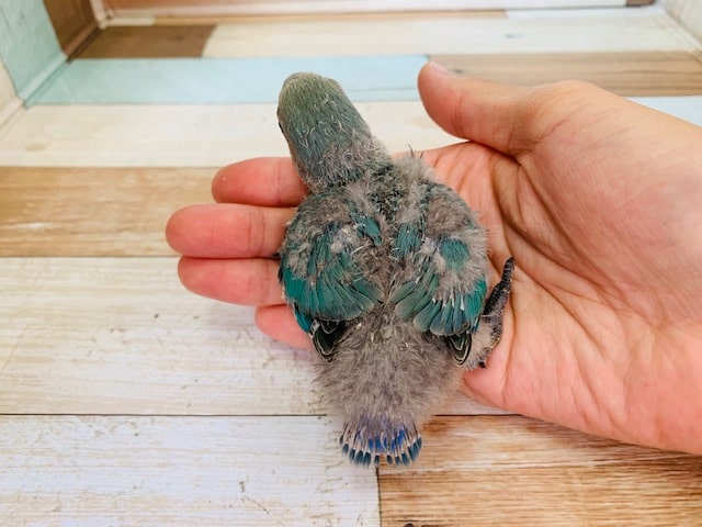 コザクラインコ（小桜インコ）