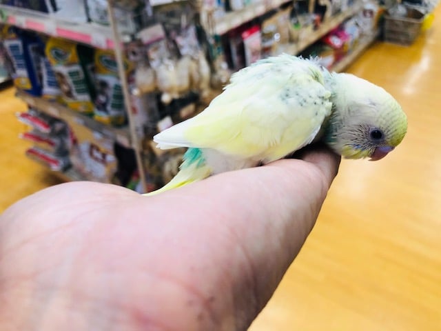 セキセイインコ
