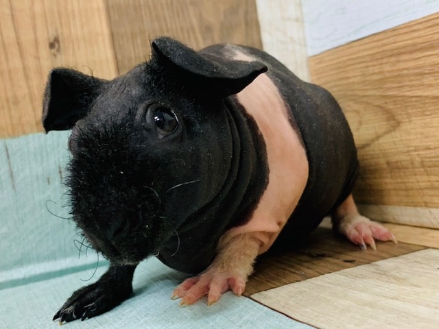 スキニーギニアピッグ