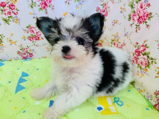 チワマル（マルチワ）