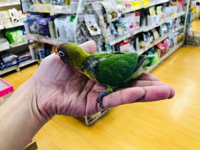 ルリゴシボタンインコ