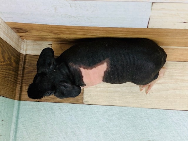 スキニーギニアピッグ