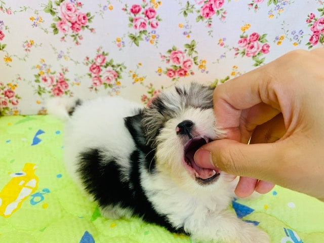 チワマル（マルチワ）