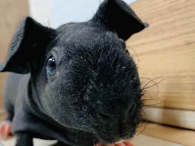 スキニーギニアピッグ