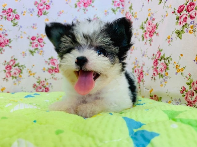 チワマル（マルチワ）