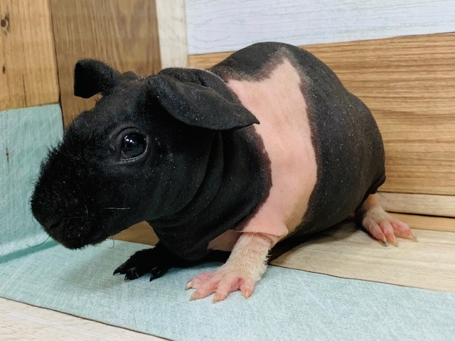 スキニーギニアピッグ