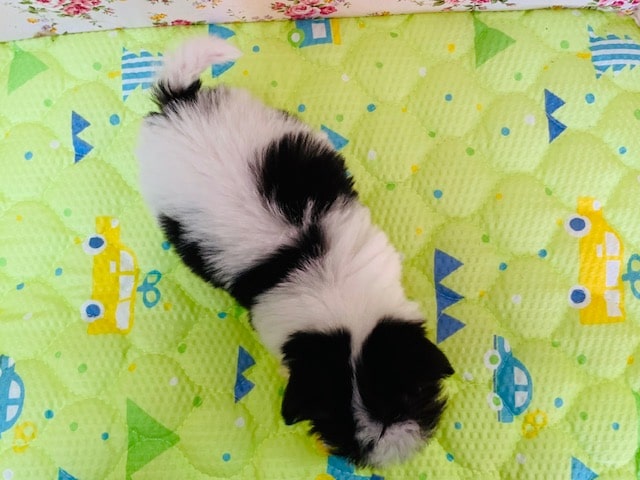 チワマル（マルチワ）