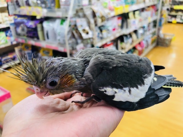 オカメインコ