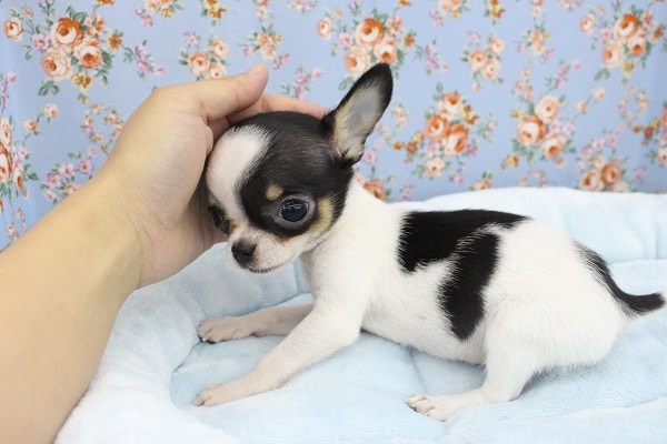 スタッフ激推し!スムースチワワ・男の子! チワワ