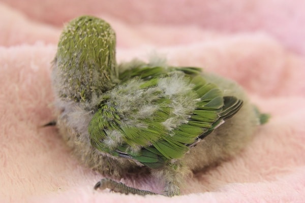 コザクラインコ（小桜インコ）