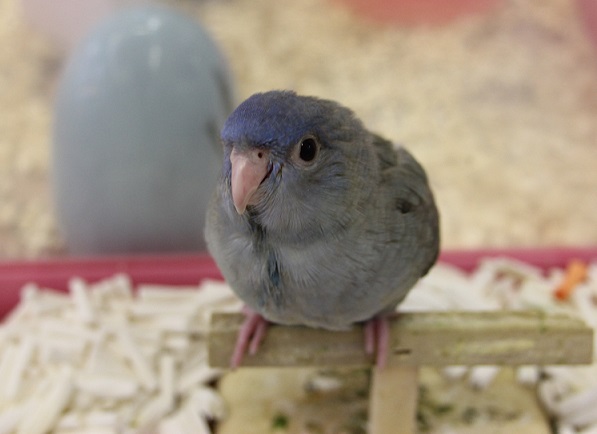 サザナミインコ